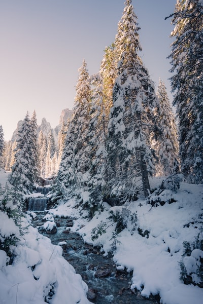 白天，雪覆盖了树木和山脉